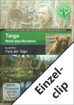 Schulfilm Taiga - Wald des Nordens - Einzelclip: Tiere der Taiga downloaden oder streamen