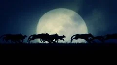 Schulfilm Die Wahrheit über Wölfe downloaden oder streamen