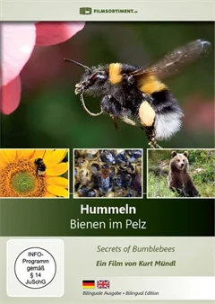 Schulfilm Hummeln, Bienen im Pelz downloaden oder streamen